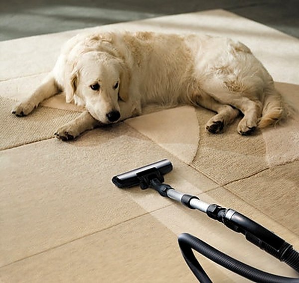 Pet Stain & Odor in Frisco, TX